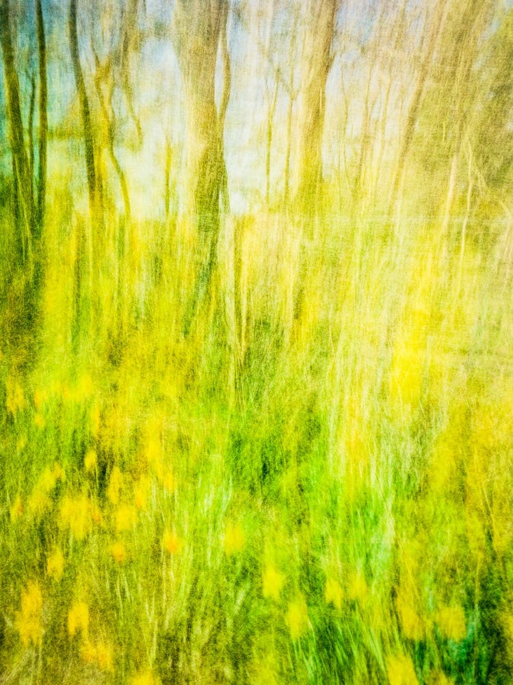 Woodland Daffodils