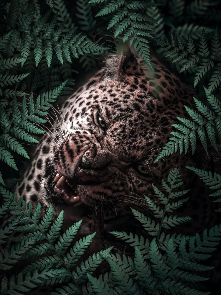Leopard In Ferns