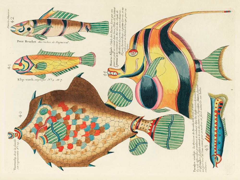 Colourful And Surreal Illustrations Of Fishes Found In Moluccas (Indonesia) And The East Indies, Louis Renard(90)