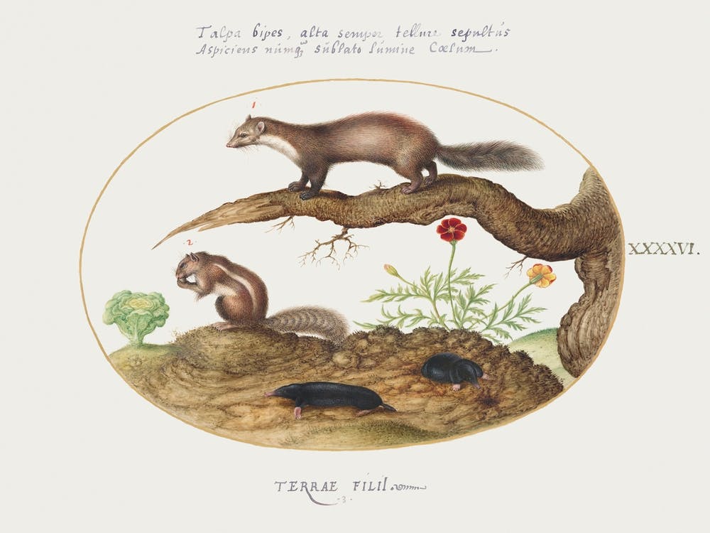 Stone Marten, Chipmunk, And Moles With A Marigold And Lettuce (1575–1580), Joris Hoefnagel