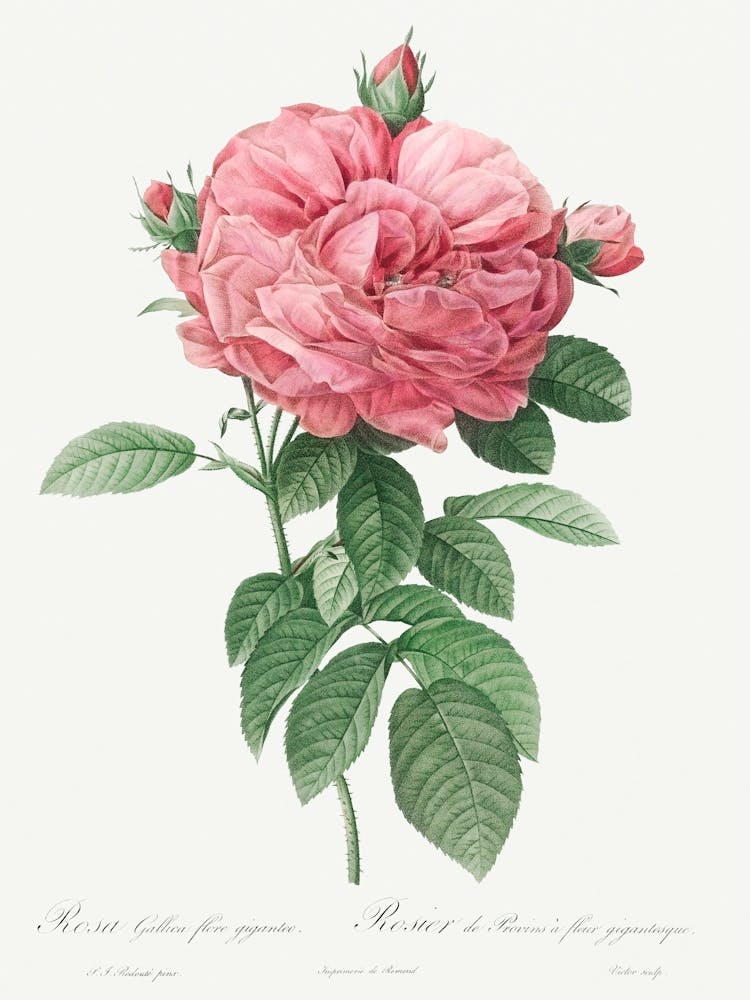 Giant French Rose Bloom, Pierre Joseph Redoute