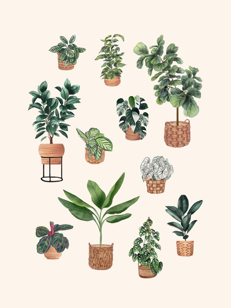 Plants Collection 6