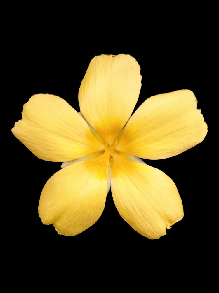 Gelbe Blume isoliert auf schwarzem Hintergrund