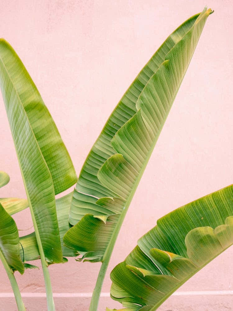 Palm On Pink In Merida Botanical Pastel Mexico