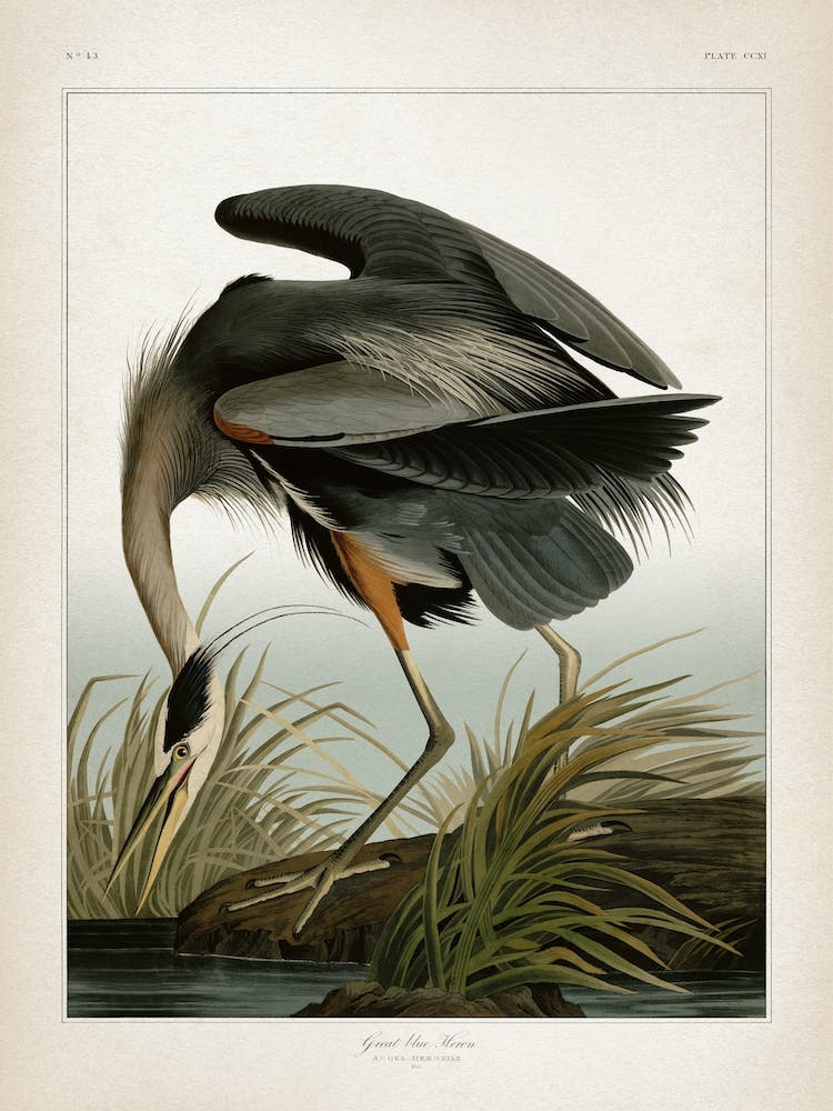 Vintage Audubon 1 Great Blue Heron