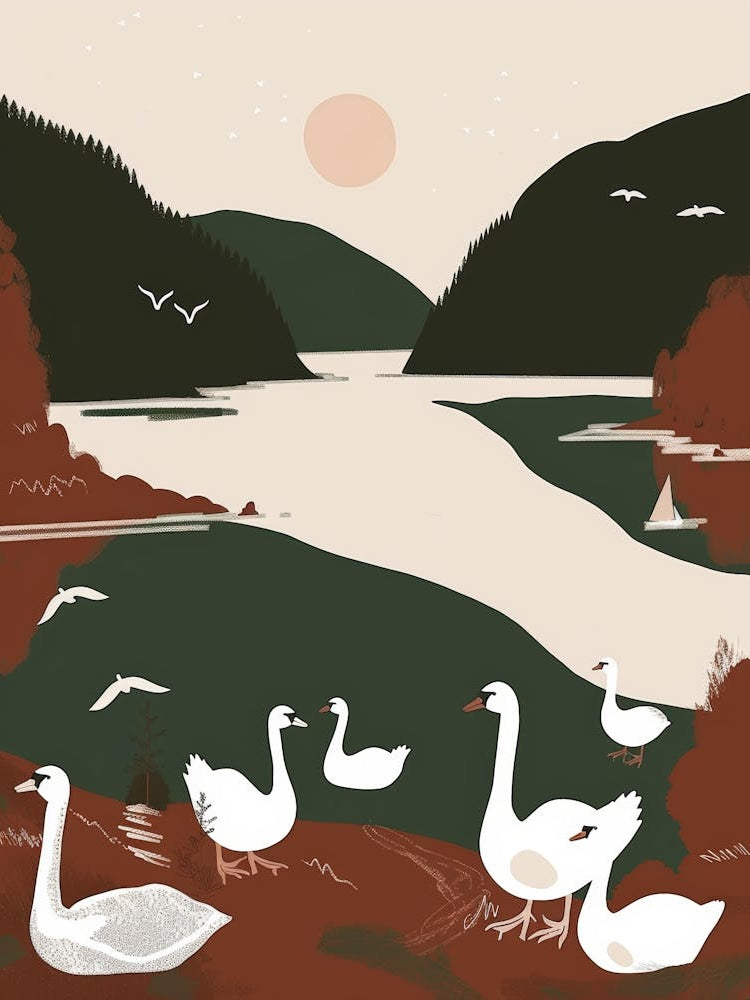 Swans By The Lake