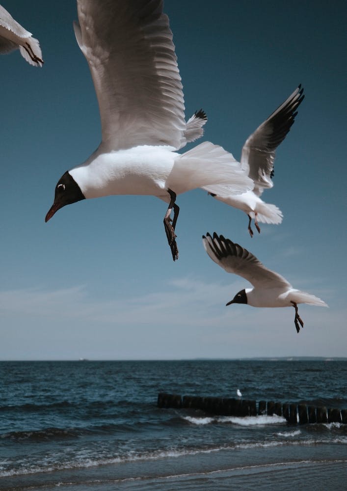 Birds