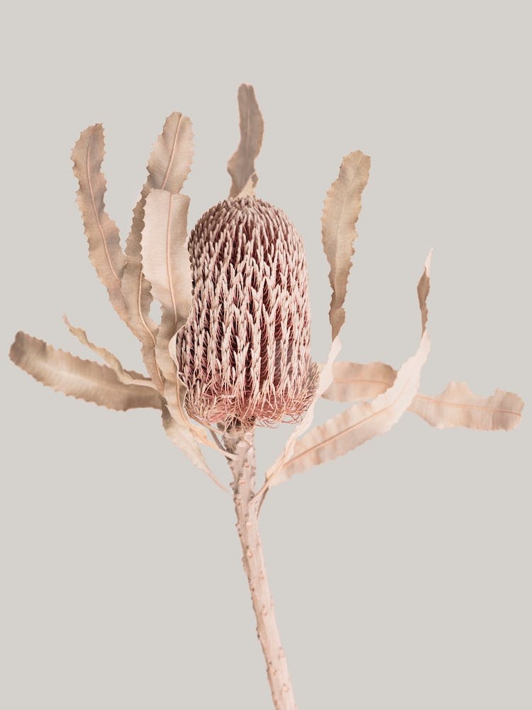 Banksia
