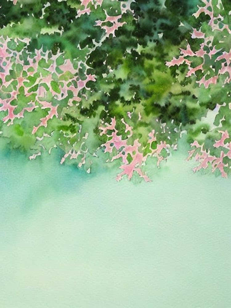 Acropora Pulchra Storybook Watercolour