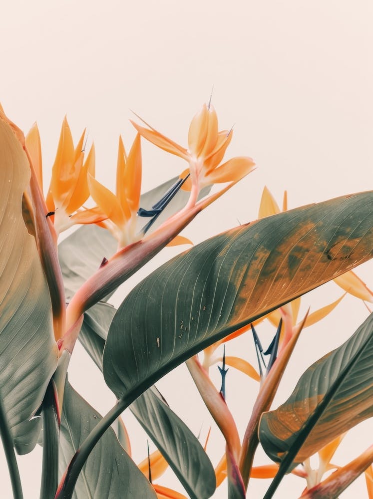 Bird Of Paradise 7