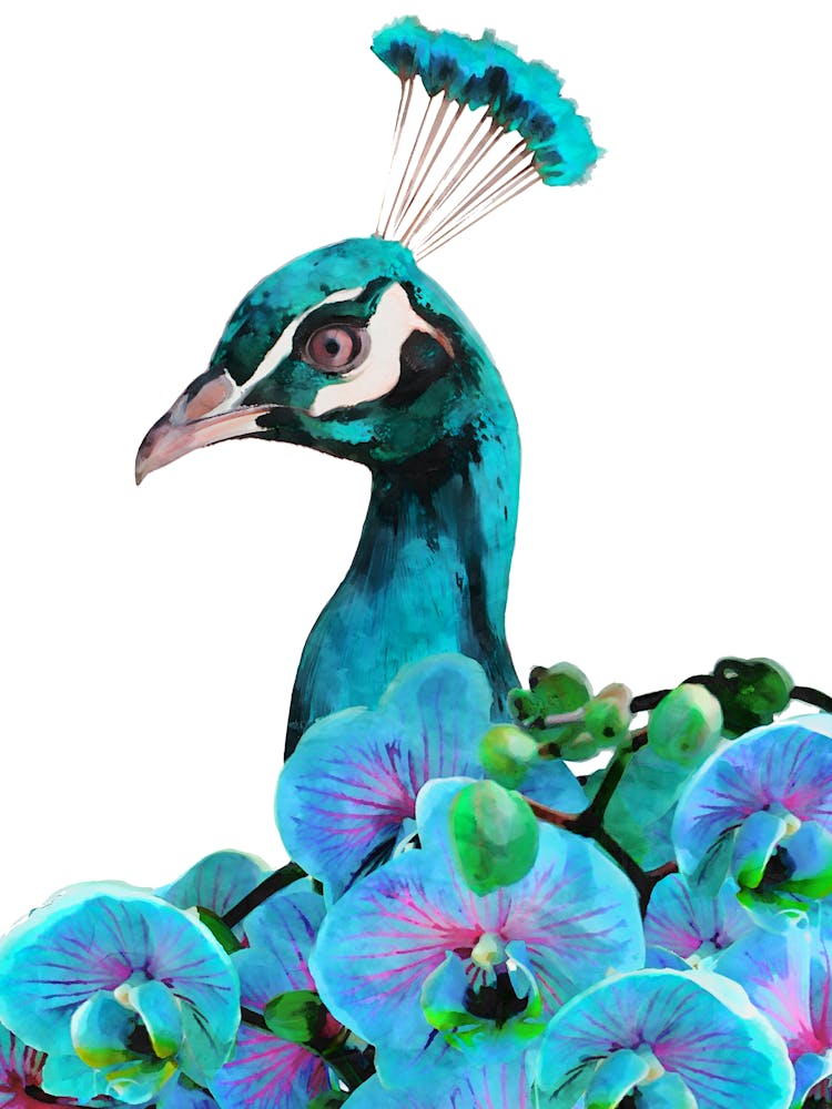 Peacock With Orchids
