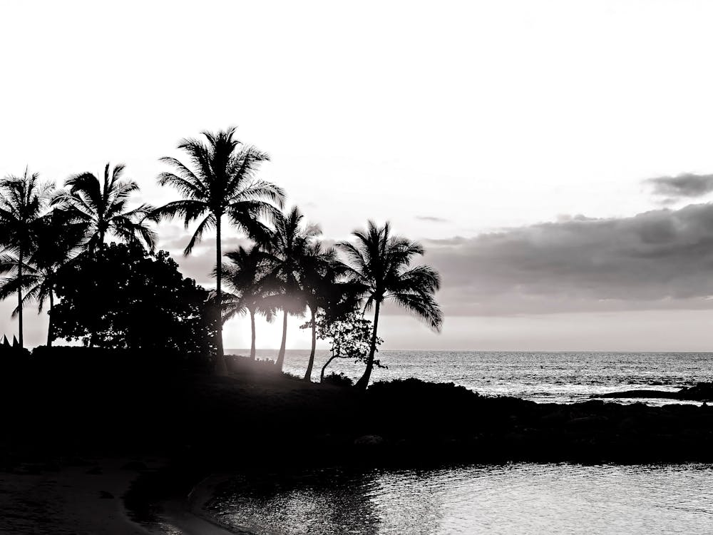 Oahu Palmiers Noir et Blanc
