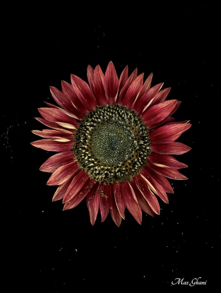 Hélianthus Botanique
