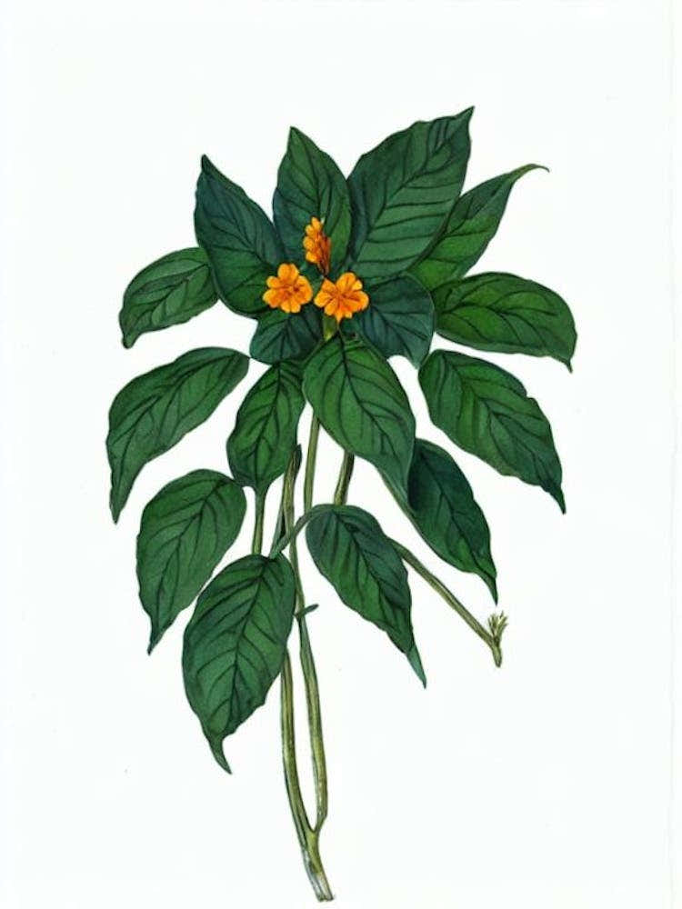 Firecracker Flower (Crossandra Infundibuliformis) Watercolor