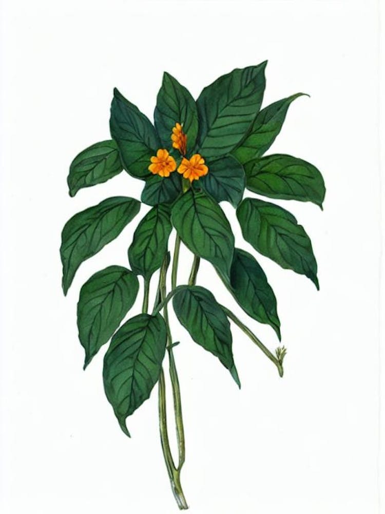Firecracker Flower (Crossandra Infundibuliformis) Watercolor
