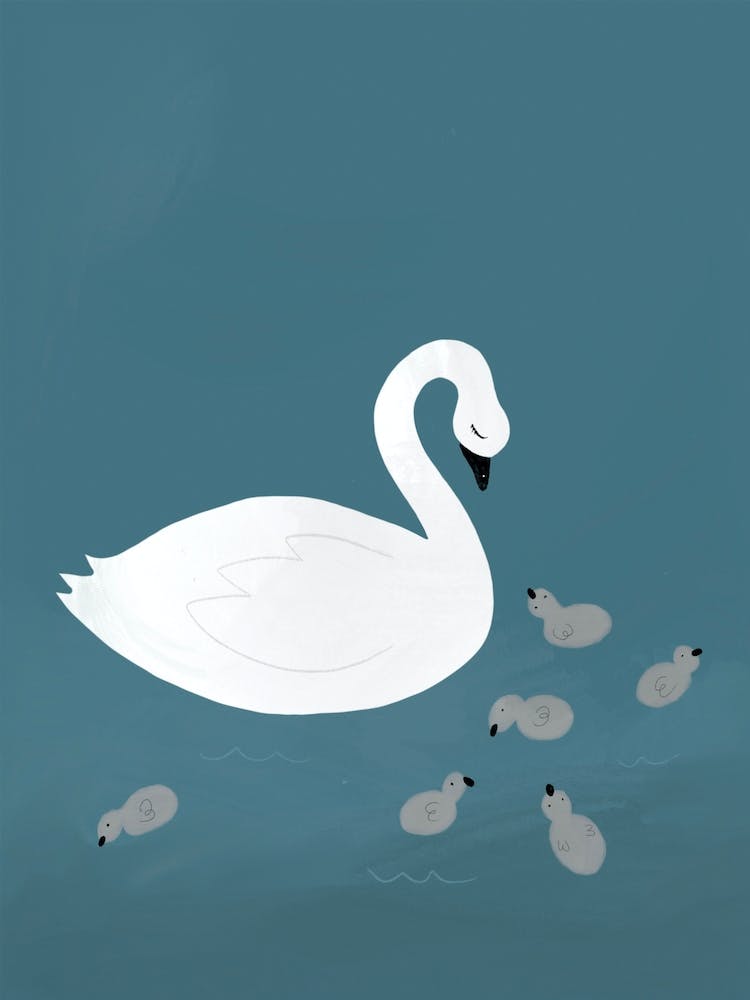 Swan Family