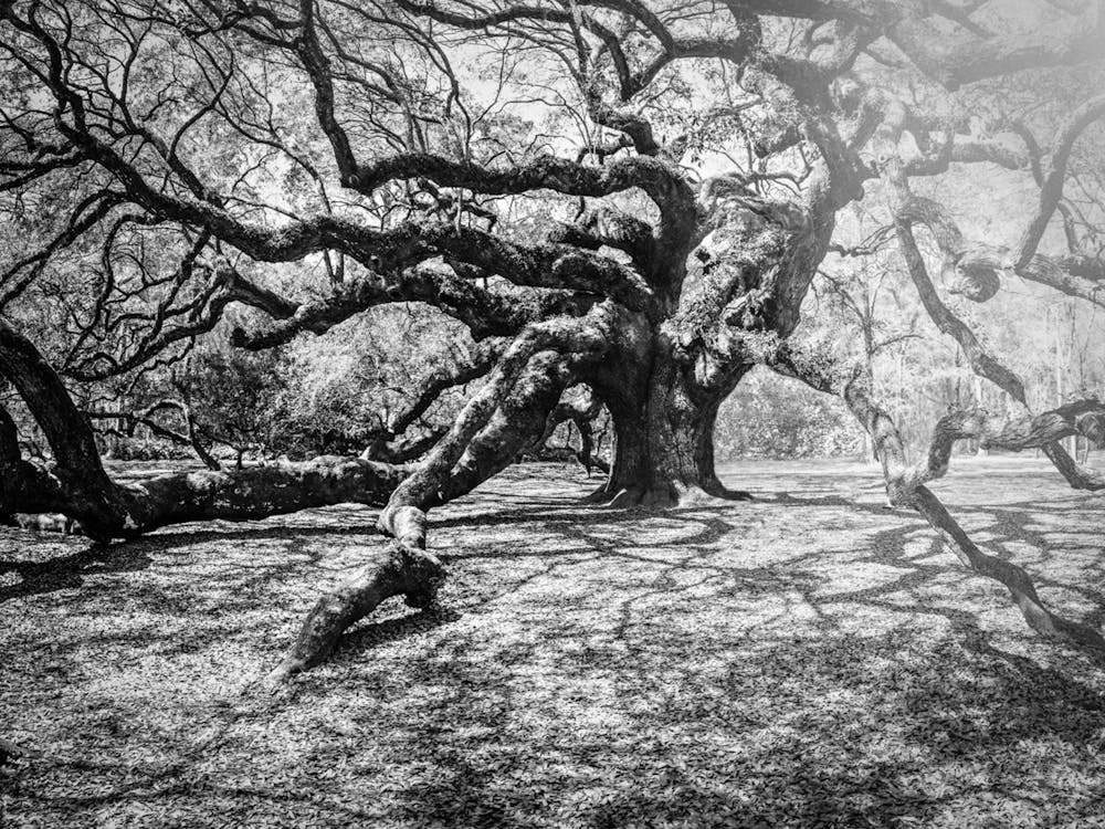 Angel Oak