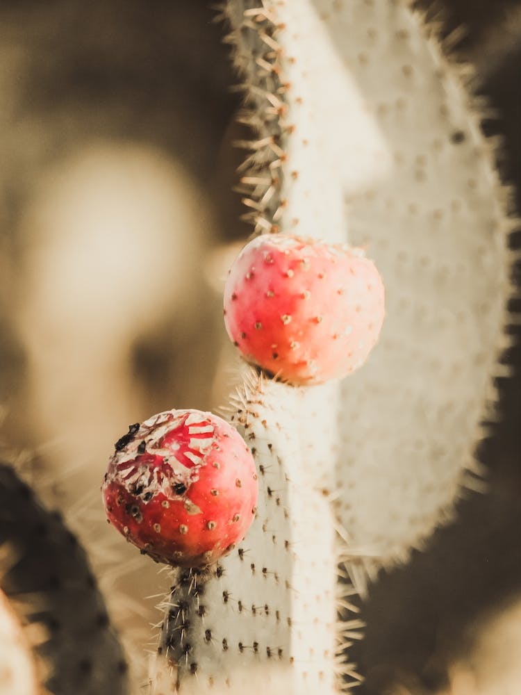 Red Cactus Fruit