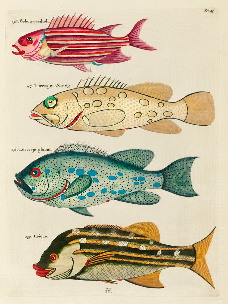 Colourful And Surreal Illustrations Of Fishes Found In Moluccas (Indonesia) And The East Indies, Louis Renard(20)