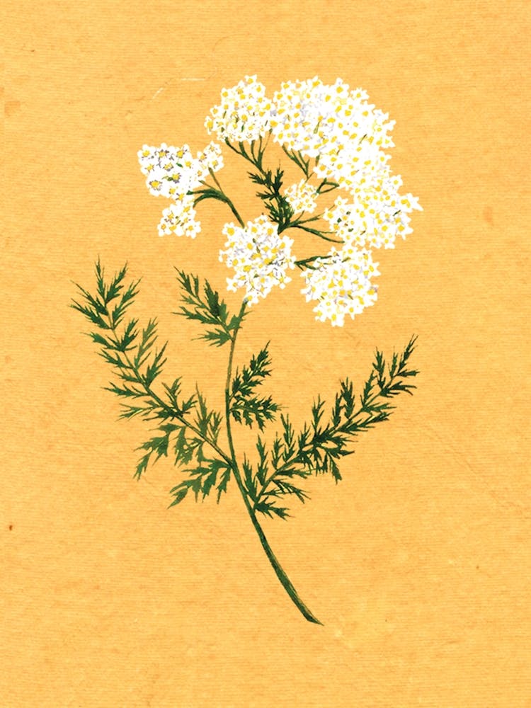 Yarrow Country Wildflower