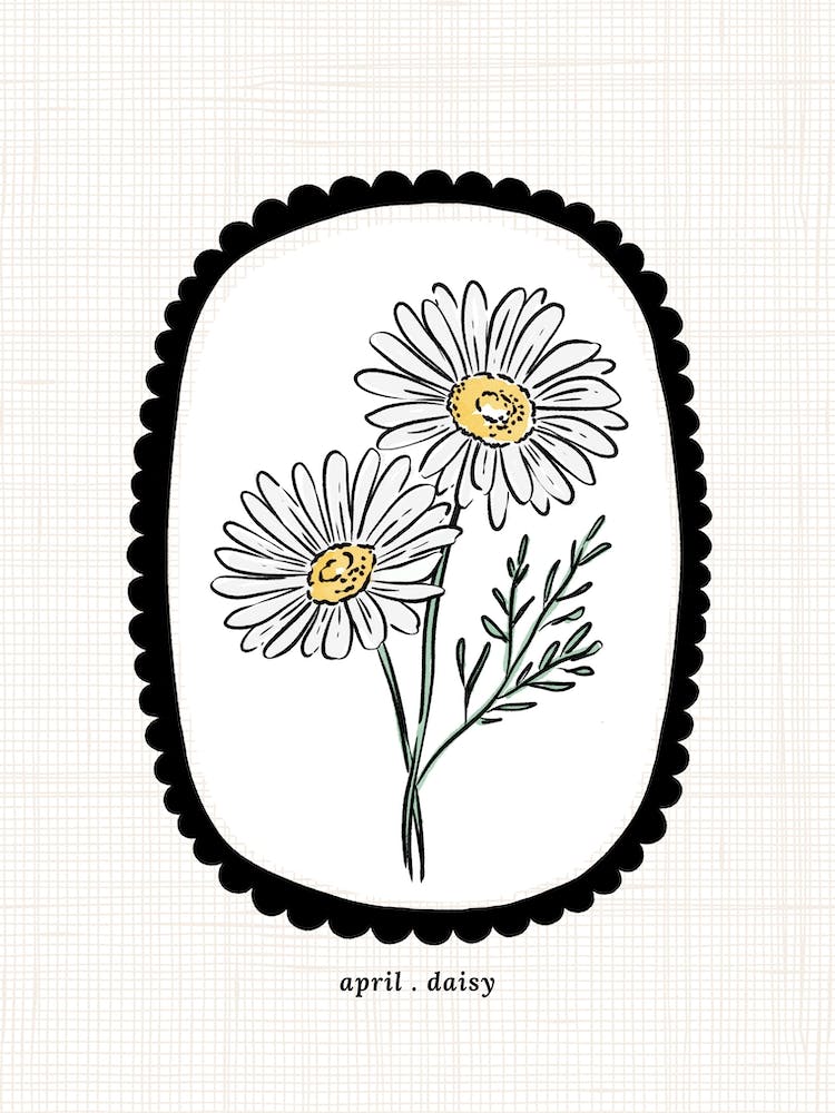 April Daisy Birth Flower