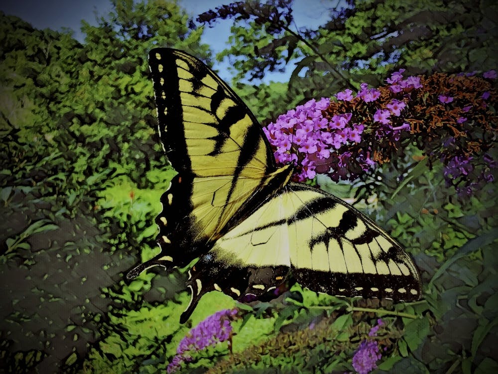 Swallowtail Butterfly