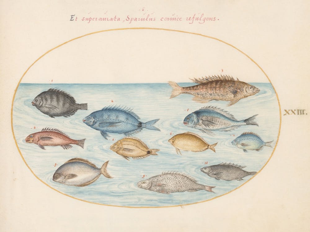 Animalia Aqvatilia Et Cochiliata (1575 1580), Joris Hoefnagel