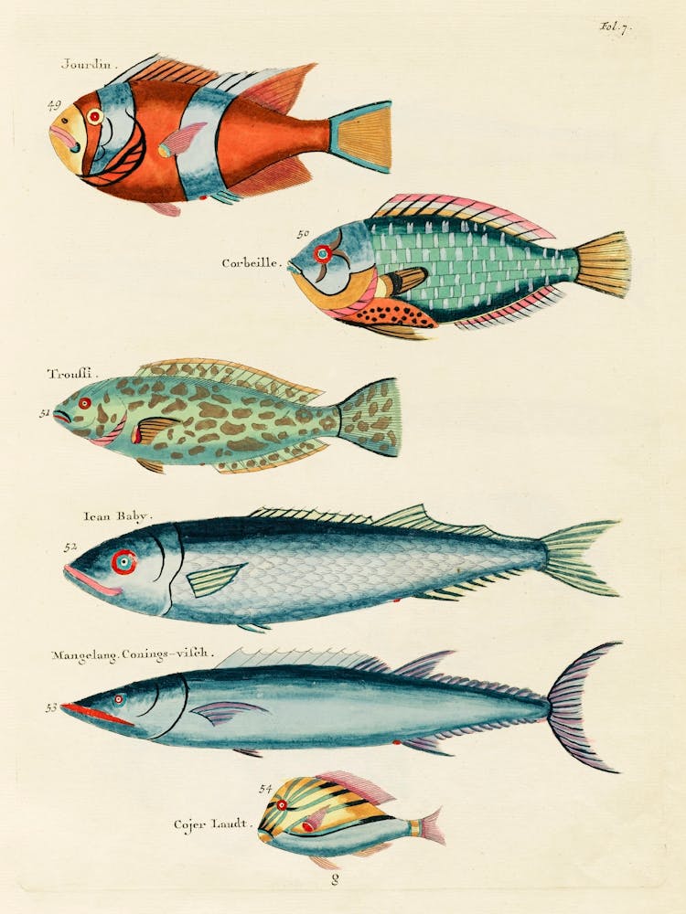 Colourful And Surreal Illustrations Of Fishes Found In Moluccas (Indonesia) And The East Indies, Louis Renard(48)