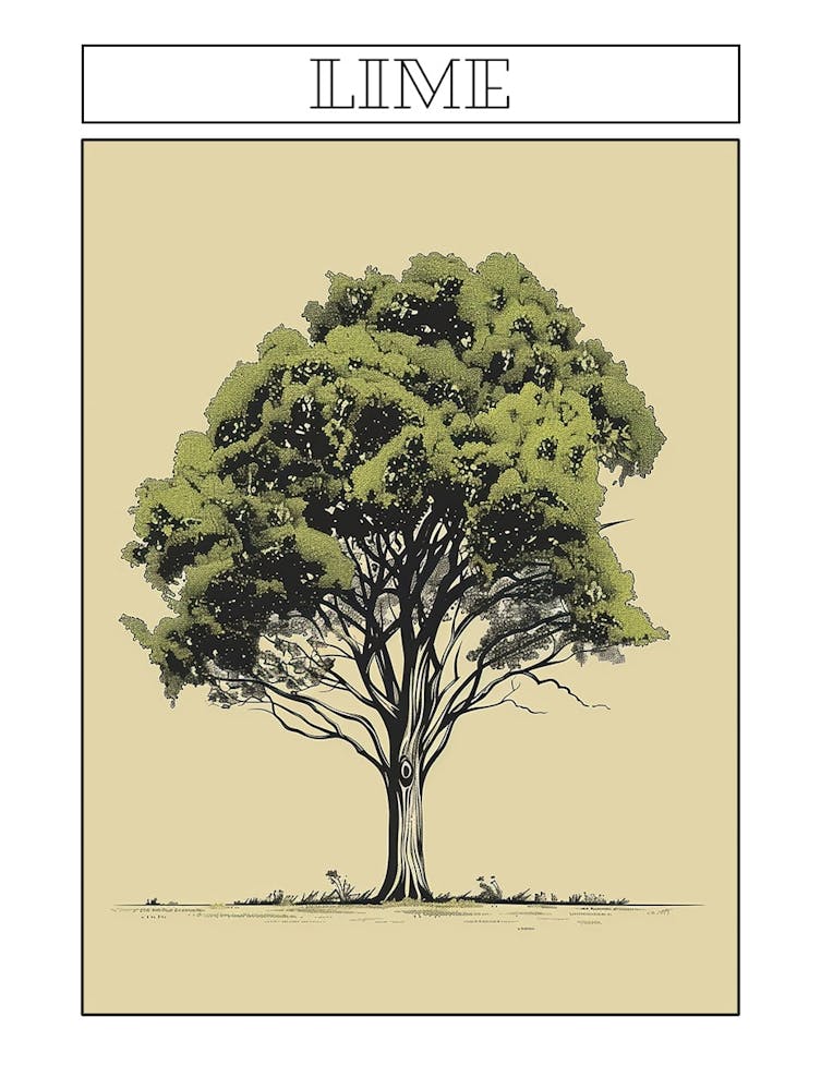 Lime Tree Minimalistic Drawing 1 Poster