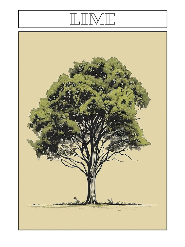 Lime Tree Minimalistic Drawing 1 Poster