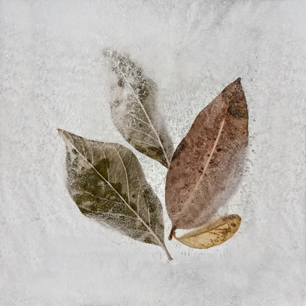 Frozen Autumn Leaves Square