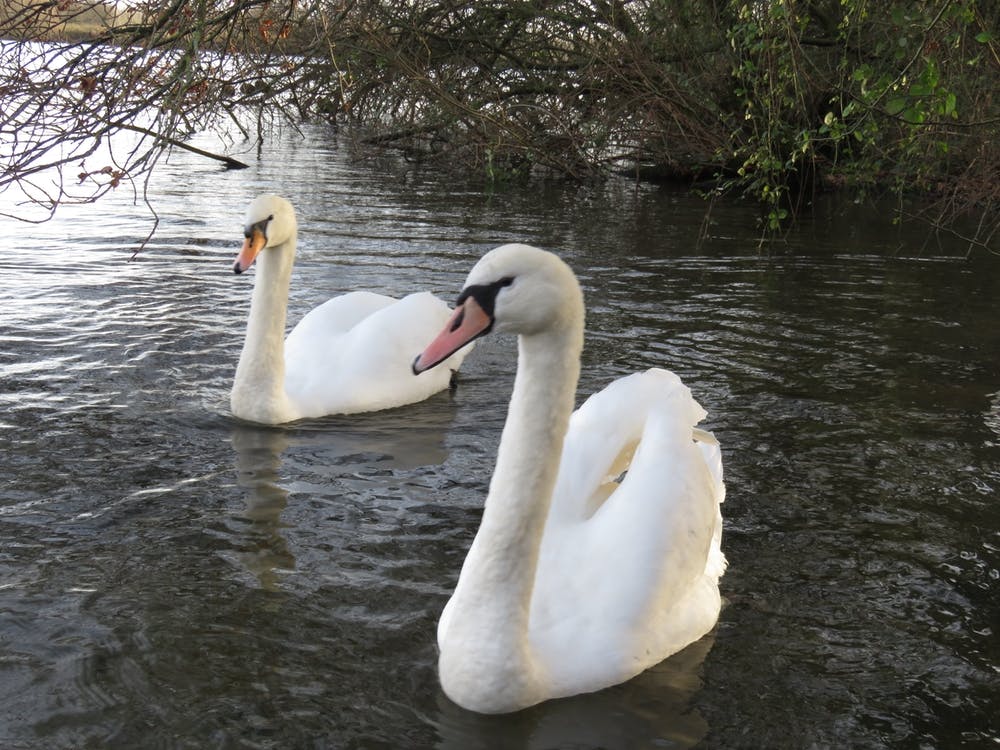 Swans In The Water