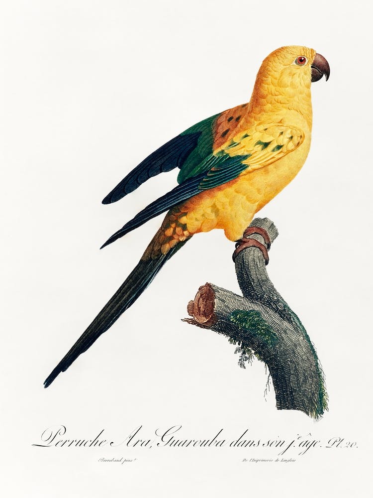 The Sun Parakeet From Natural History Of Parrots, Francois Levaillant