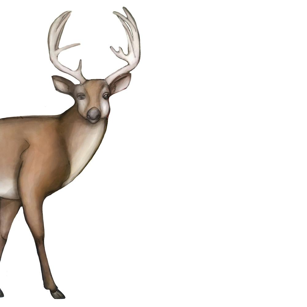 Hello Buck!