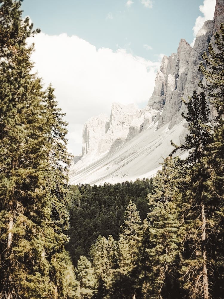 Forest Mountain View