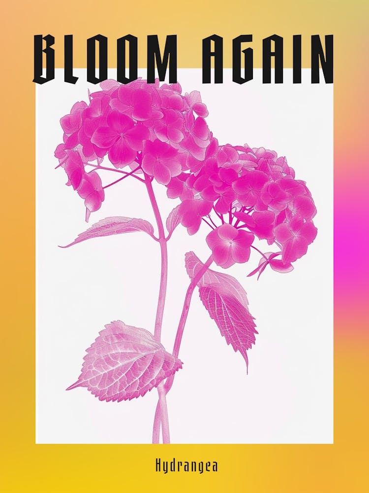 Hot Pink Hydrangea 3 Poster
