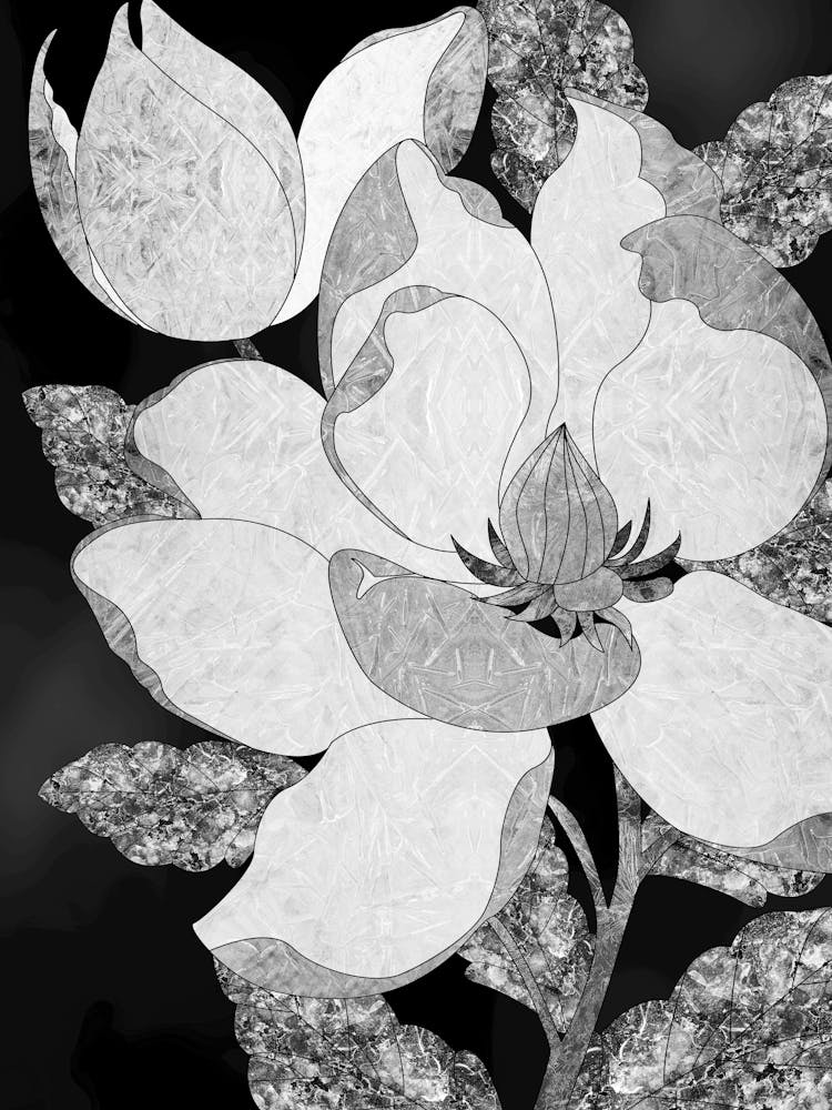 Magnolia 6
