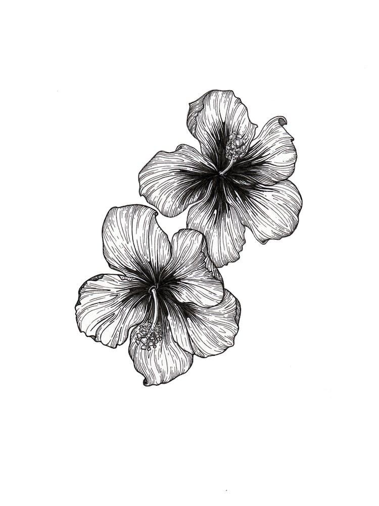 Hibiscus Blooms In Ink
