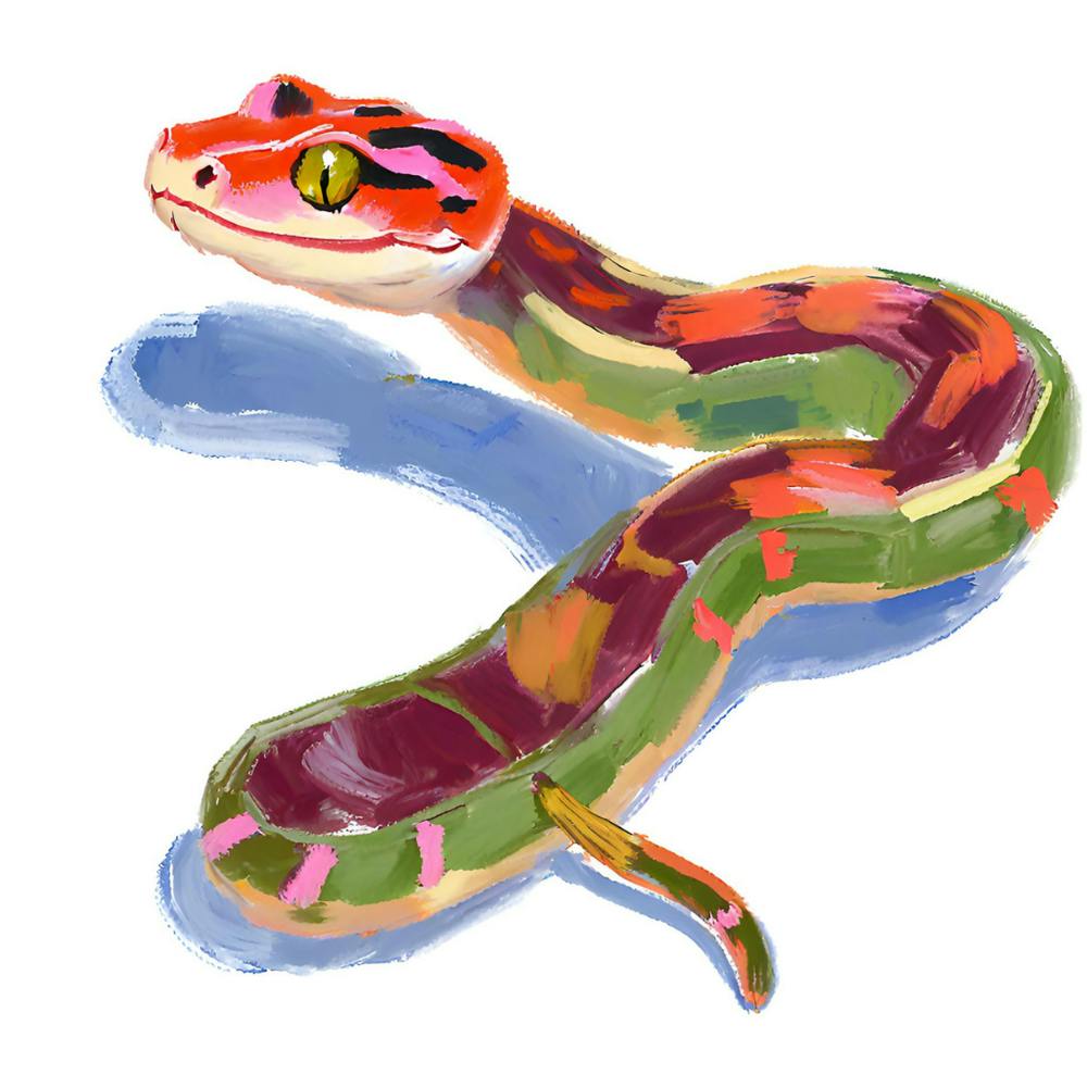 Red Tailed Boa Snake 06