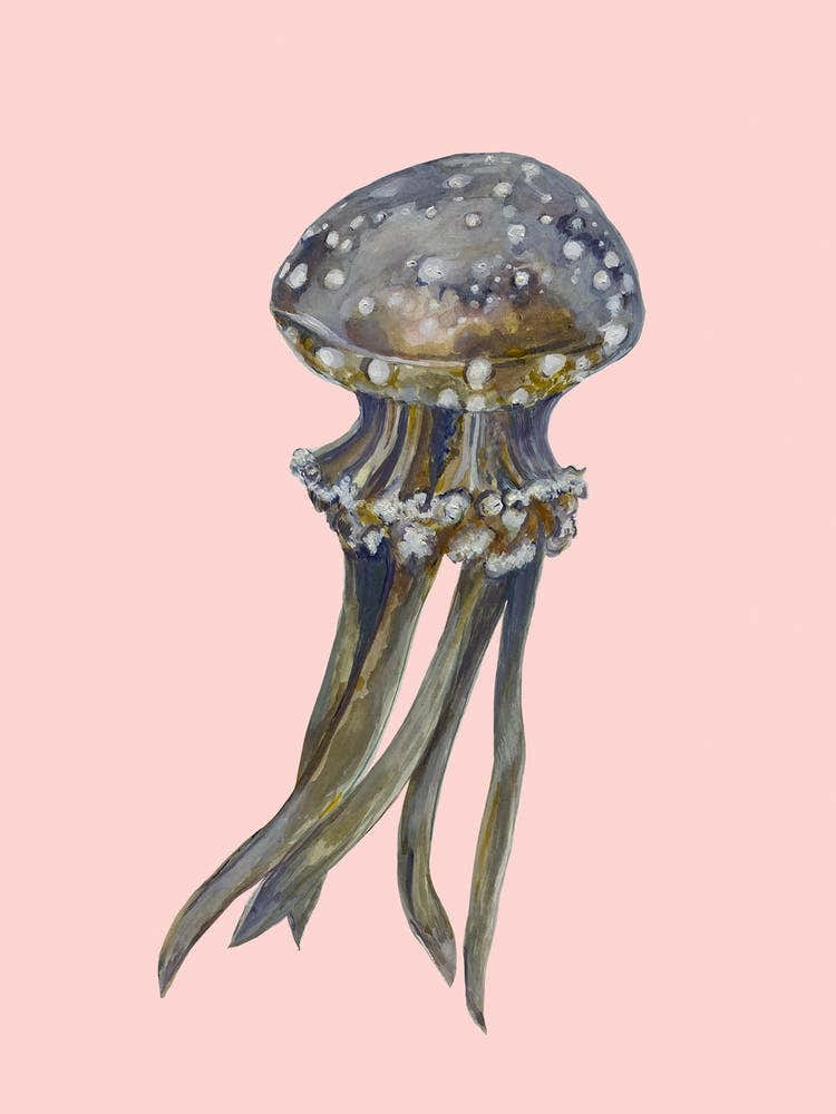 Jellyfish On Pink
