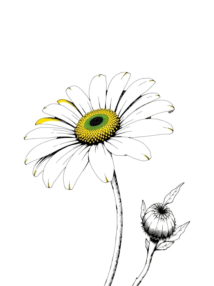 Daisy 4
