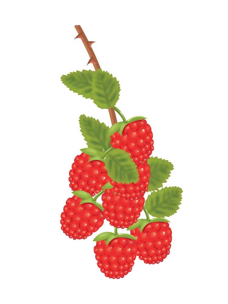 Raspberries On A Branch