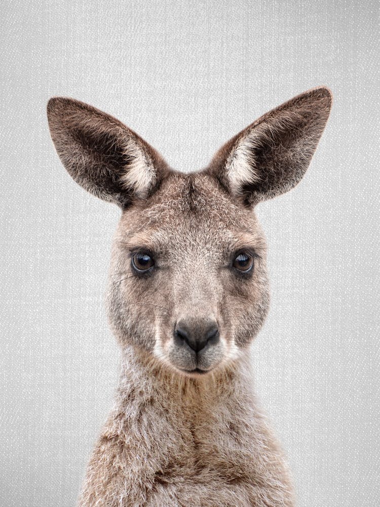 Kangaroo
