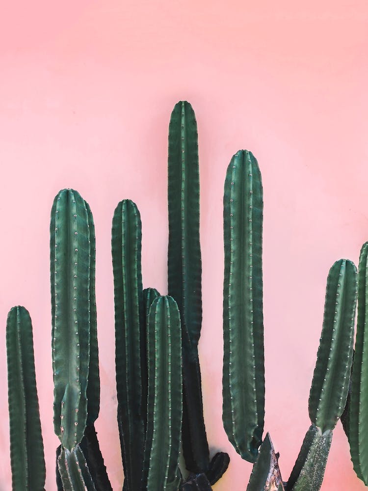 Saguaro