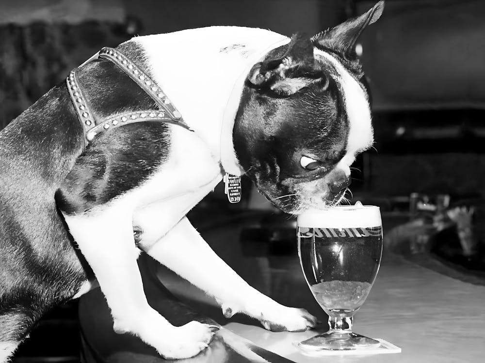 Boston Terrier Buvant de la Bière, Ancienne Photo Vintage Noir et Blanc