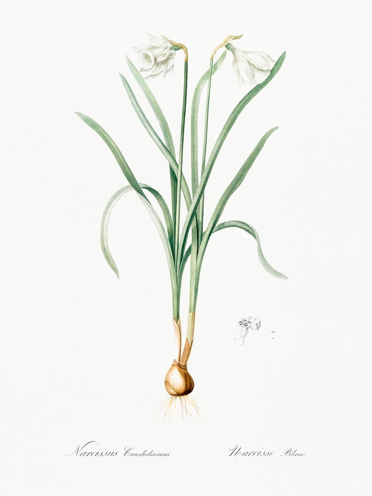 Narcissus Candidissimus Illustration From Les Liliacées (1805), Pierre Joseph Redoute