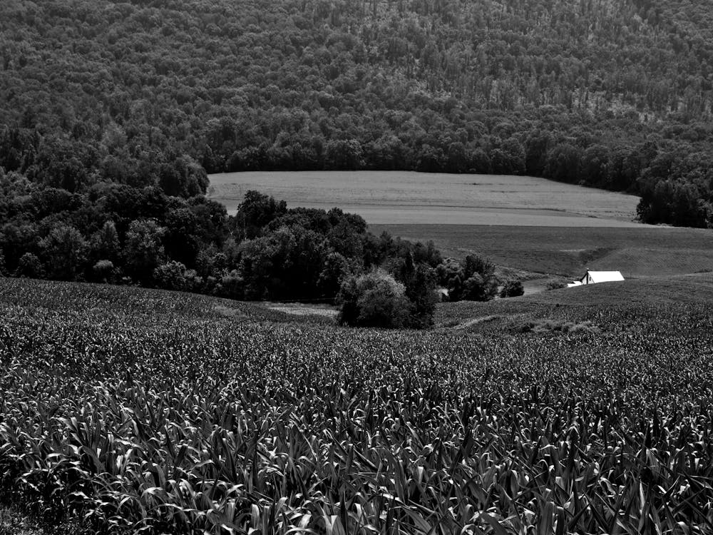 Farm Land BW 1