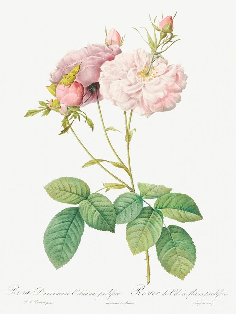 Celsiana, Damask Rose, Pierre Joseph Redoute