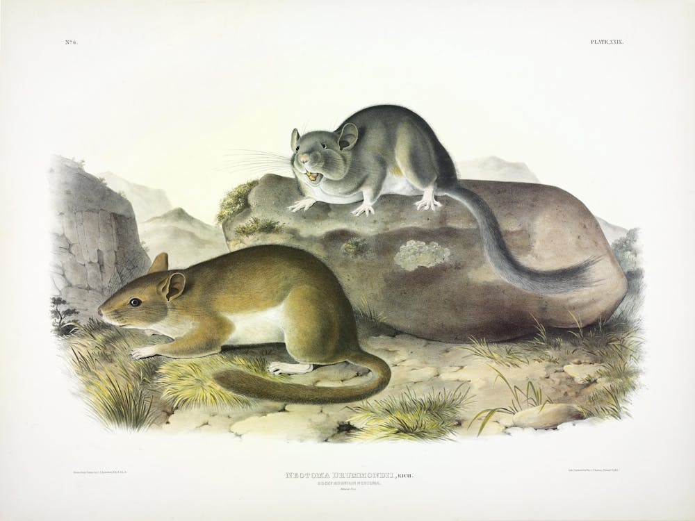 Rocky Mountain Neotoma, John James Audubon