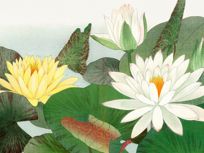 Water Lilies 1